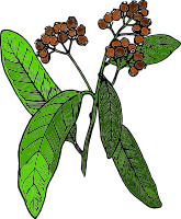 allspice (colored version)