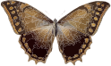 Morpho theseus