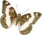 Limenitis trivena