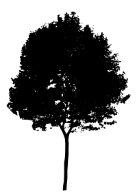 tree silhouette 7