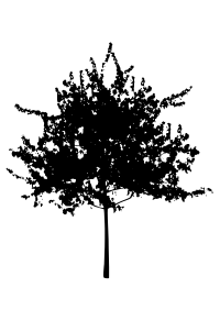 tree silhouette 9