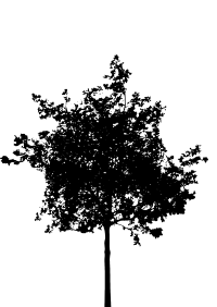 tree silhouette 10