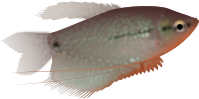 Pearl gourami
