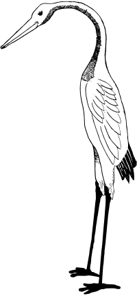 Stork
