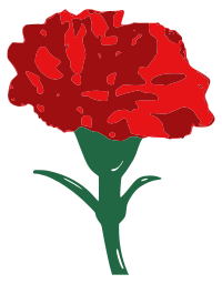 Carnation