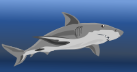 shark
