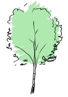 Beech