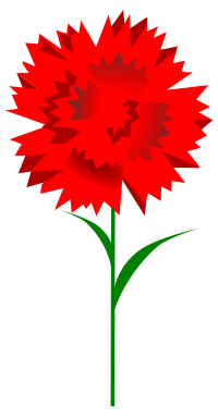 Carnation