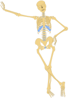 Human Skeleton(Outline)