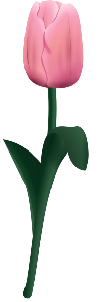 Tulpe tultip