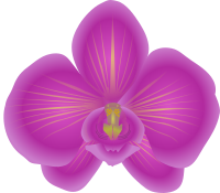 orchid