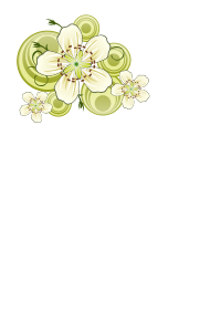 Flowers of blackthorn