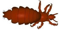 louse