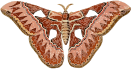 Rothschildia aurota 