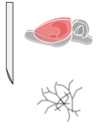 Rat brain
