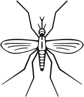 Mosquito
