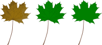 Maple Leaf