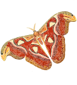 Atlas moth - Attacus atlas