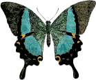Papilio buddha 