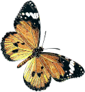 Danaus chrysippus