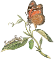 Danaus eresimus 