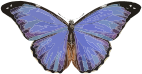 Morpho menelaus 