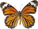 Danaus genutia 