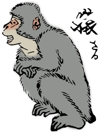 Japanese Macaque
