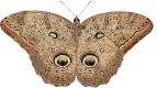 Caligo eurilochus 
