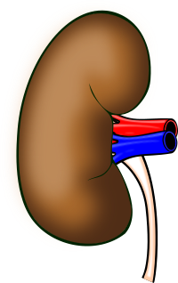 Kidney