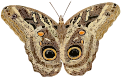 Caligo teucer 