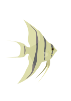 Angelfish