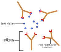 anticorps-antigene
