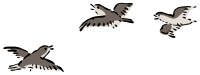 Plovers