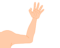 arm
