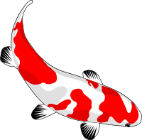 koi
