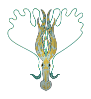 Squid