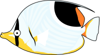 butterflyfish