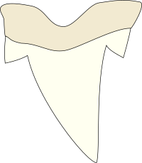 Shark tooth