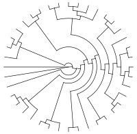 Phylogeny
