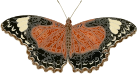 Cethosia cydippe