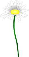 Marguerite sur tige