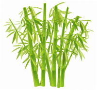 Bamboo