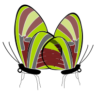 butterflies