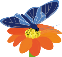 butterfly on a flower
