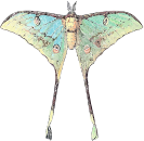 Actias selene