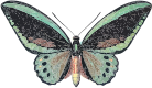 Ornithoptera priamus
