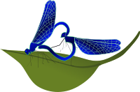 coupling dragonfly