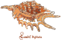 Shell - Lambis digitata
