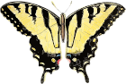 Papilio glaucus 